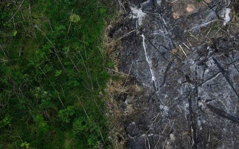 رکورد جدید جنگل‌زدایی در آمازون