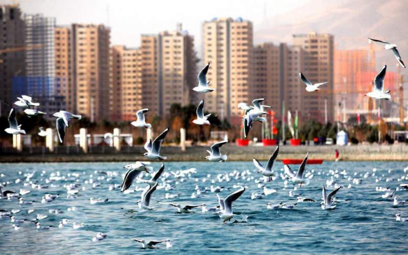 کاهش چشمگیر پرندگان مهاجر در تهران