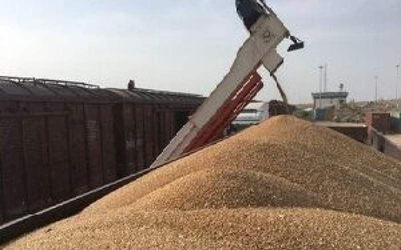 ۸۵ هزار تن گندم در گیلان ذخیره سازی شده است