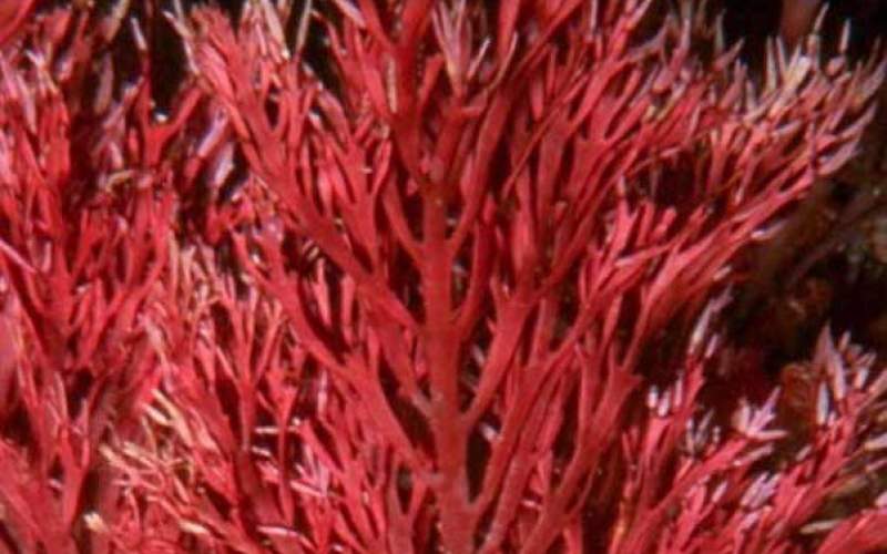 جلبک دریایی قرمز راهی برای درمان بیماری کبد چرب