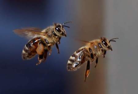 ماجرای اختلال دید انسان‌گونه زنبور عسل!