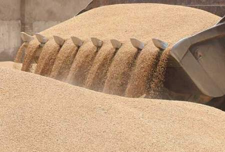 خرید گندم در خوزستان به ۲۱۰ هزار تن رسید