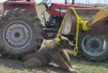 یک خرس قهوه‌ای بر اثر ضرب و جرح تلف شد