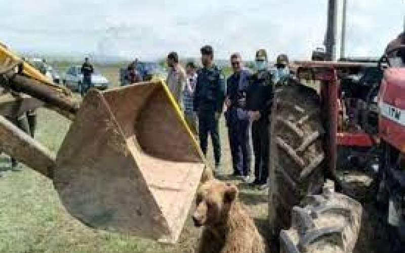 بازداشت عامل تلف شدن خرس قهوه‌ای در نمین