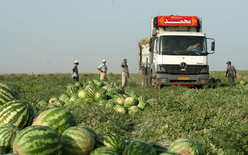 صادرات روزانه ۷۰۰ کانتینر هندوانه به ترکیه