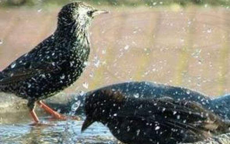 دل‌انگیزترین تصاویراز حمام‌دست‌جمعی پرندگان