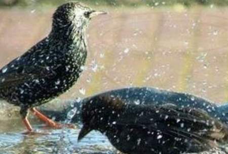 دل‌انگیزترین تصاویراز حمام‌دست‌جمعی پرندگان