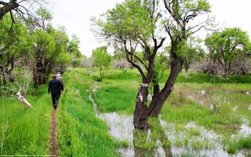 ثبت ملی هم دردی از باغستان دوا نکرد