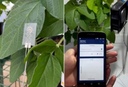 توسعه "ساعت هوشمند" برای گیاهان!