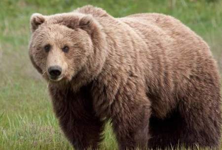 مرگ خرس قهوه‌ای در چهارمحال و بختیاری
