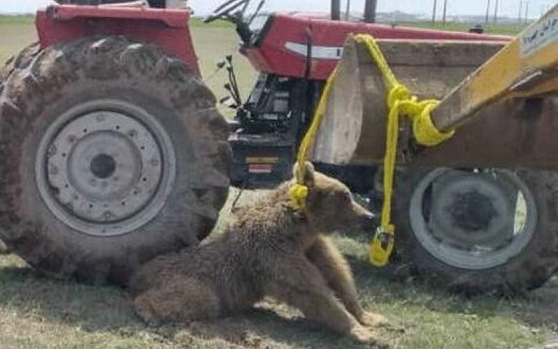 آمار تکان‌دهنده از کشتار خرس‌ها در ایران