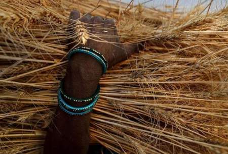 هند صادرات گندم را ممنوع کرد