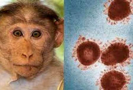 آبله میمون چه علائمی دارد و چگونه سرایت می‌کند