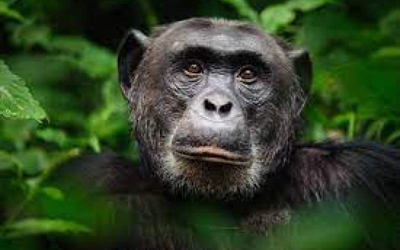 یک یافته حیرت‌انگیز درباره حرف زدن شامپانزه‌ها!