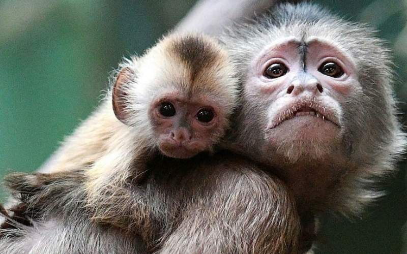 شناسایی ۱۹ مورد جدید مبتلا به آبله میمون
