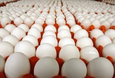 صادرات تخم مرغ امکان‌پذیر نیست