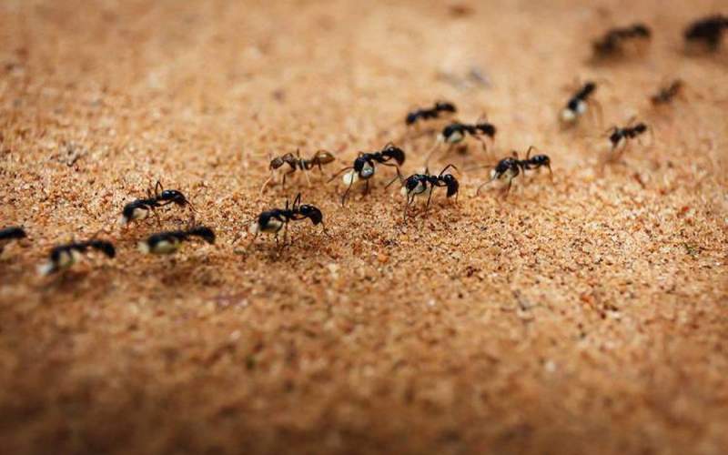 مورچه‌ها در آینده سرطان را تشخیص می‌دهند