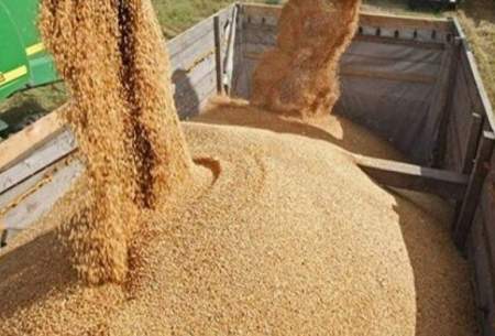 خرید و فروش گندم در برخی از کشورها ممنوع شد