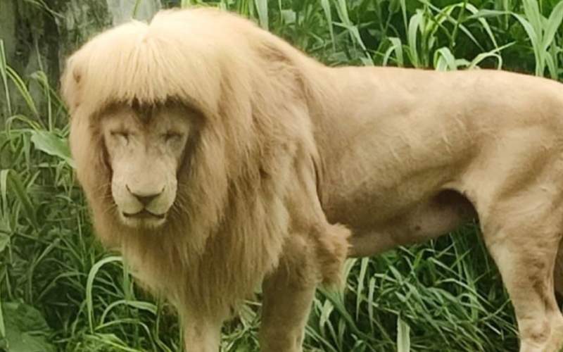 این حیوان به خاطر موهای خاصش مشهور شد!