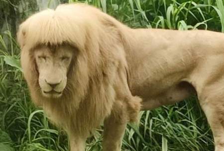 این حیوان به خاطر موهای خاصش مشهور شد!