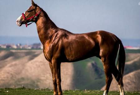 قاب‌های دیدنی از اسب اصیل ترکمن 