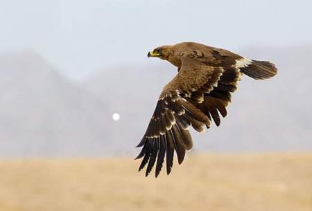 لحظه تلخ شکار آهو توسط عقاب دست‌آموز