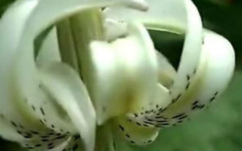 یکی از کمیاب‌ترین گل‌های جهان به گل نشست