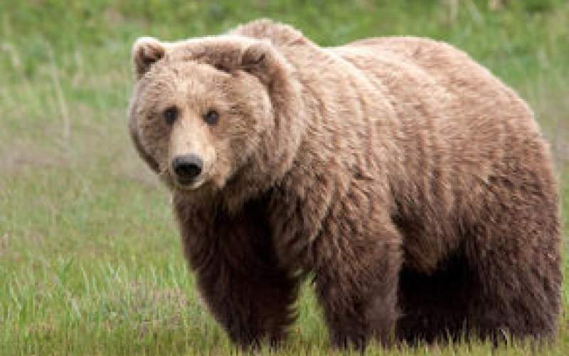 خرس کرجی کنجکاو، در جست‌وجوی خانه/فیلم