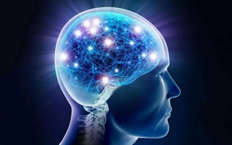 شناسایی عامل مهم در رشد سلول‌های مغزی
