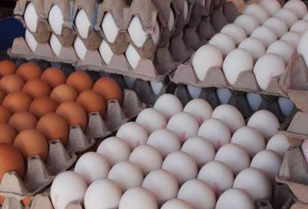 صادرات تخم‌مرغ ایران آغاز شد