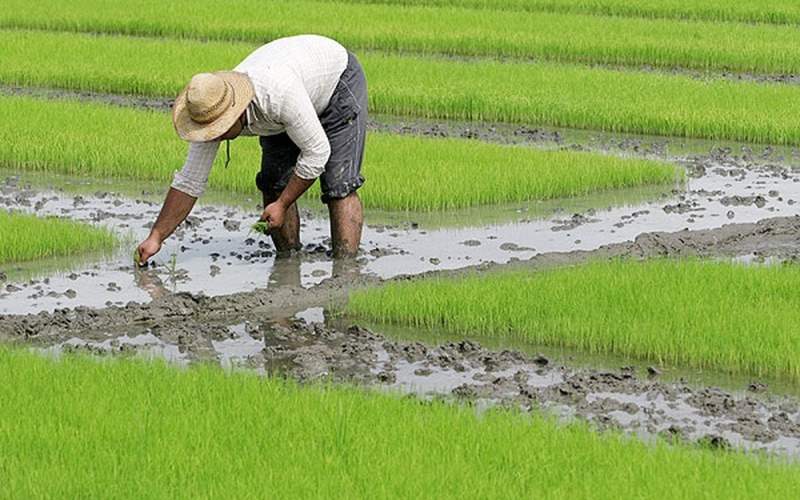 تولید کافی، اما چرا برنج گران می‌شود!