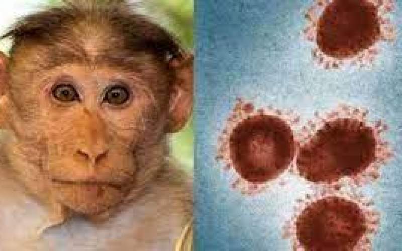 روش انتقال آبله میمون تغییر کرده است