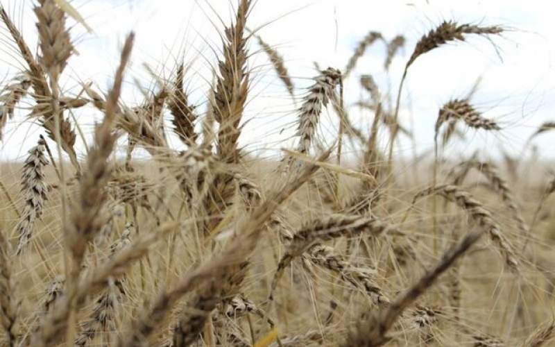 استرالیا رکورددار کاشت گندم ۲۰۲۲ خواهد شد؟