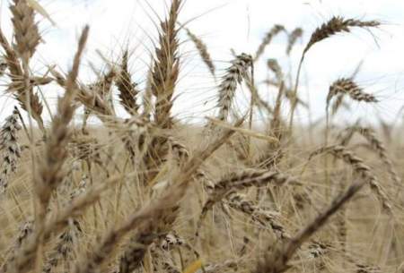 استرالیا رکورددار کاشت گندم ۲۰۲۲ خواهد شد؟
