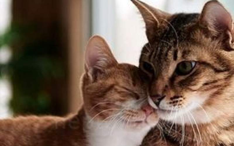 ویدئویی از عقد گربه‌ها که پربازدید شد!