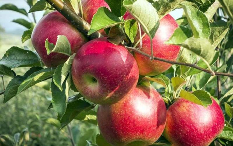 کاهش ۸۷درصدی صادرات سیب به بازارهای جهانی
