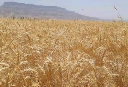پیش‌بینی فائو از تولید امسال گندم در ایران