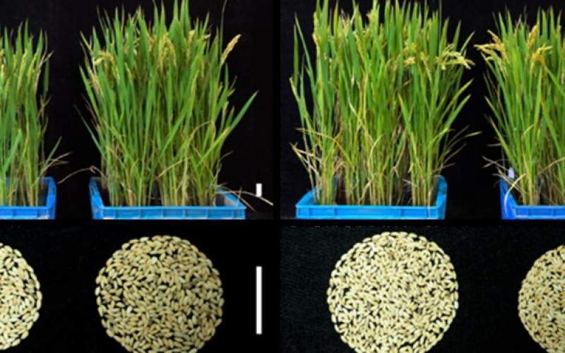 شناسایی ژن‌هایی برای کاشت برنج‌های مقاوم‌ در برابر گرما