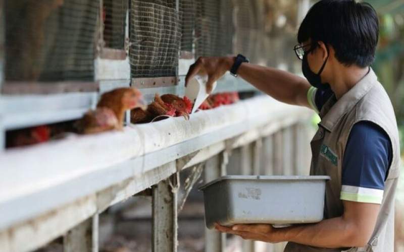 سنگاپور، تامین‌کننده کمبود منابع مرغ مالزی