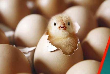 ارز نیمایی تخم مرغ را گران می‌کند؟
