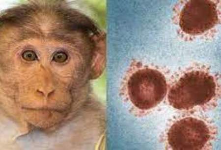 راهکار احتمالی پیشگیری از ابتلا به آبله میمون