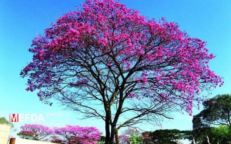 پوست درختی که نویدبخش درمان سرطان است