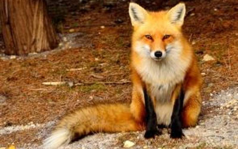 پناه آوردن روباه‌ها به خانه‌های مردم تهران
