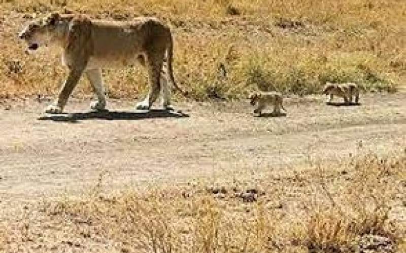 لحظه دلهره‌آور مواجه یک کوهنورد با شیر کوهی