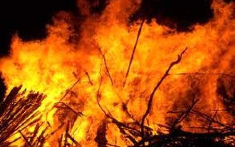 یک خانواده، جنگل شیراز را به آتش کشید!