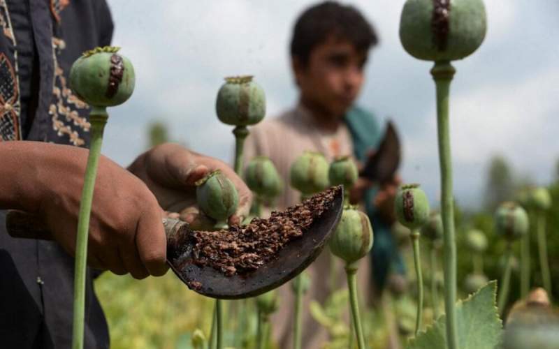 افزایش چشمگیر کشت خشخاش در افغانستان