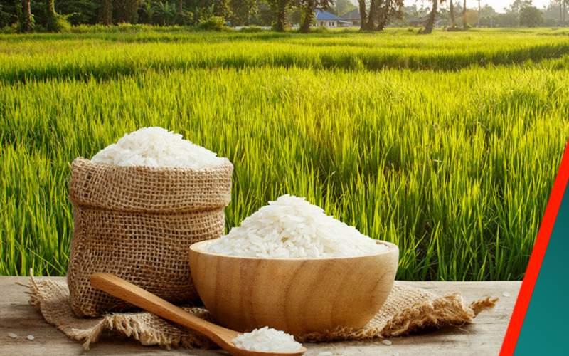 افزایش قیمت برنج متوقف نمی‌شود