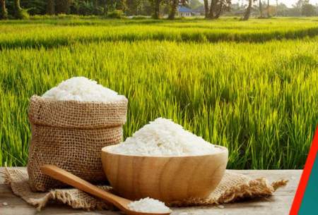 افزایش قیمت برنج متوقف نمی‌شود