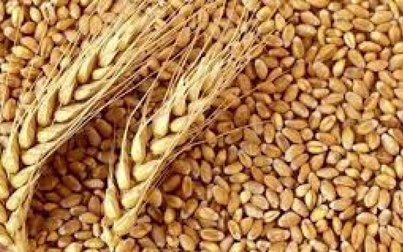 خرید گندم در کشور از مرز ۵ میلیون تن گذشت