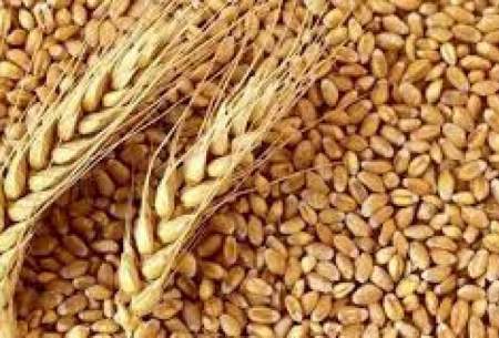 خرید گندم در کشور از مرز ۵ میلیون تن گذشت